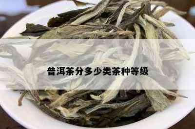 普洱茶分多少类茶种等级