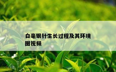 白毫银针生长过程及其环境图视频