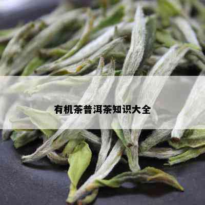 有机茶普洱茶知识大全