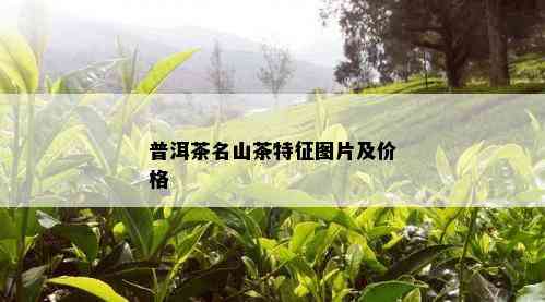 普洱茶名山茶特征图片及价格