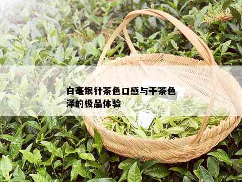 白毫银针茶色口感与干茶色泽的极品体验