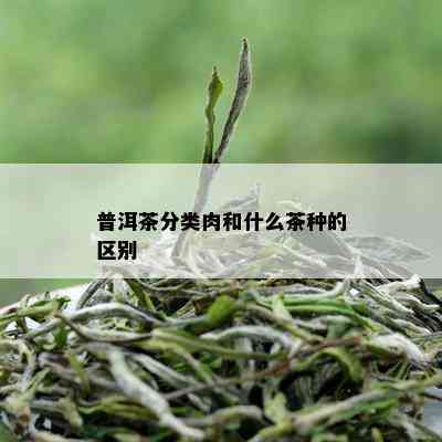 普洱茶分类肉和什么茶种的区别