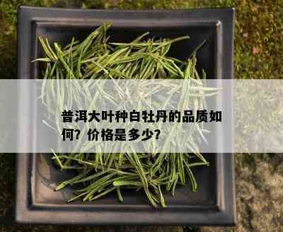 普洱大叶种白牡丹的品质如何？价格是多少？