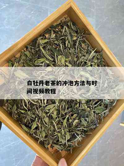 白牡丹老茶的冲泡方法与时间视频教程