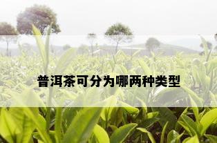 普洱茶可分为哪两种类型