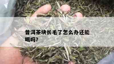 普洱茶块长毛了怎么办还能喝吗？