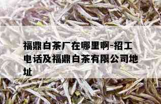 福鼎白茶厂在哪里啊-招工电话及福鼎白茶有限公司地址