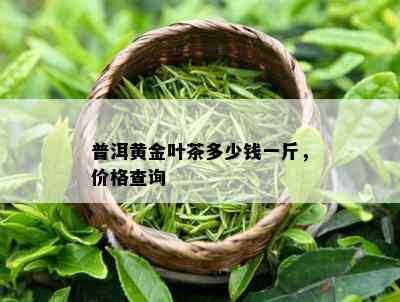 普洱黄金叶茶多少钱一斤，价格查询