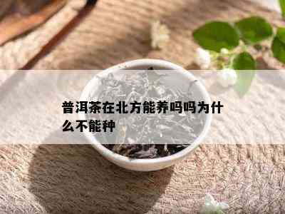 普洱茶在北方能养吗吗为什么不能种