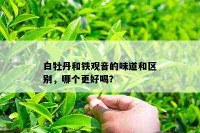 白牡丹和铁观音的味道和区别，哪个更好喝？