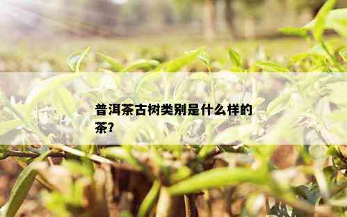 普洱茶古树类别是什么样的茶？