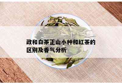 政和白茶正山小种和红茶的区别及香气分析