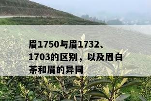 眉1750与眉1732、1703的区别，以及眉白茶和眉的异同