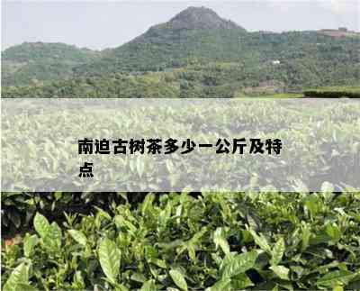 南迫古树茶多少一公斤及特点