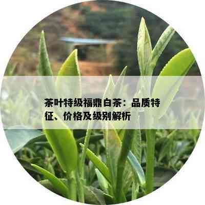 茶叶特级福鼎白茶：品质特征、价格及级别解析