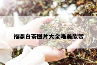 福鼎白茶图片大全唯美欣赏