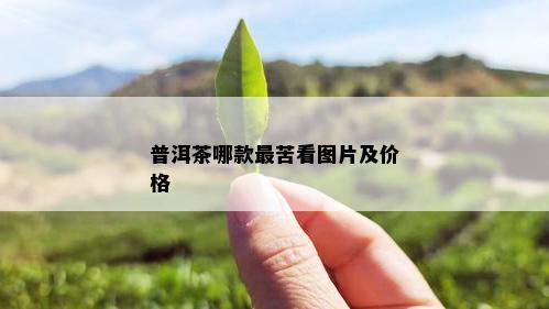 普洱茶哪款最苦看图片及价格