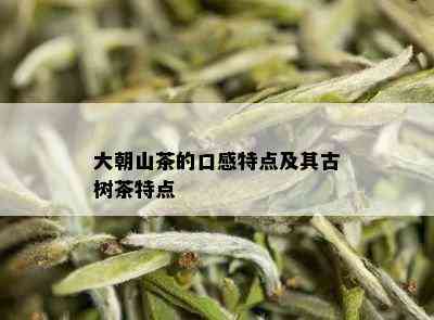 大朝山茶的口感特点及其古树茶特点