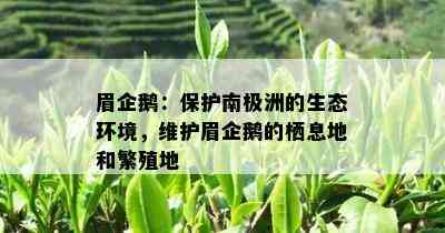 眉企鹅：保护南极洲的生态环境，维护眉企鹅的栖息地和繁殖地