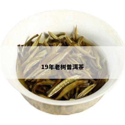 19年老树普洱茶