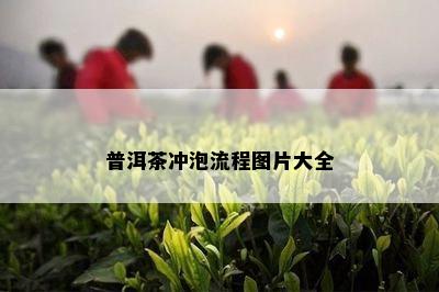 普洱茶冲泡流程图片大全