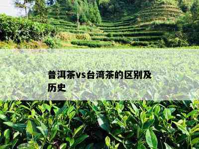 普洱茶vs台湾茶的区别及历史