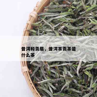 普洱和贡眉，普洱茶贡茶是什么茶