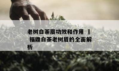 老树白茶眉功效和作用 – 福鼎白茶老树眉的全面解析