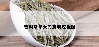 普洱茶冬天的发展过程图