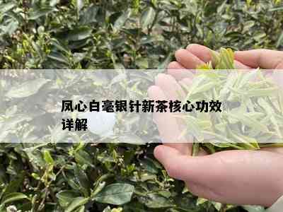 凤心白毫银针新茶核心功效详解