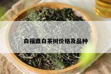 白福鼎白茶树价格及品种