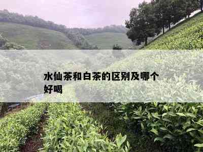 水仙茶和白茶的区别及哪个好喝