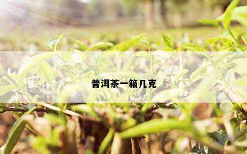 普洱茶一箱几克