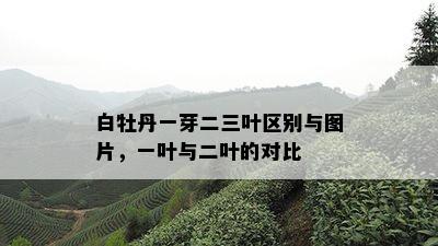 白牡丹一芽二三叶区别与图片，一叶与二叶的对比