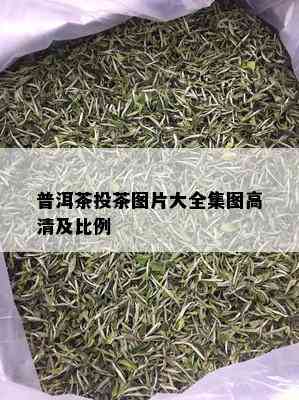 普洱茶投茶图片大全集图高清及比例