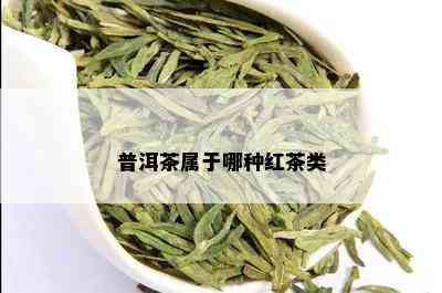 普洱茶属于哪种红茶类