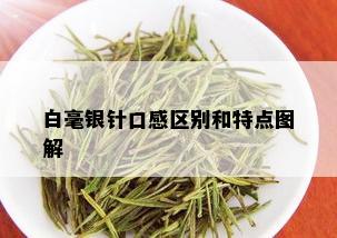 白毫银针口感区别和特点图解