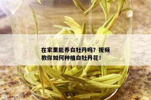 在家里能养白牡丹吗？视频教你如何种植白牡丹花！