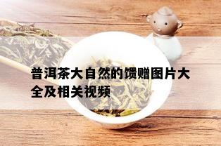 普洱茶大自然的馈赠图片大全及相关视频