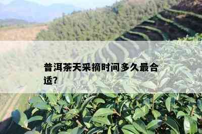 普洱茶天采摘时间多久最合适？