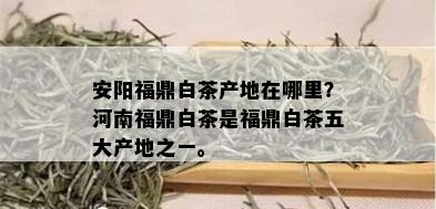 安阳福鼎白茶产地在哪里？河南福鼎白茶是福鼎白茶五大产地之一。