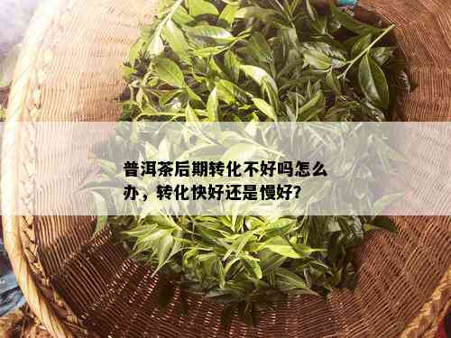 普洱茶后期转化不好吗怎么办，转化快好还是慢好？