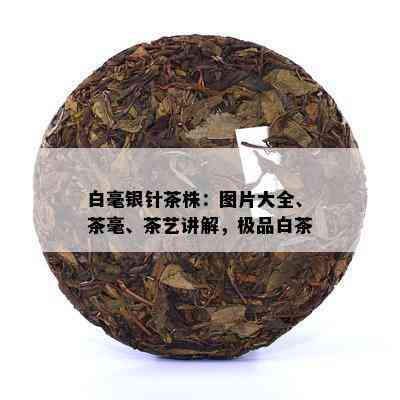 白毫银针茶株：图片大全、茶毫、茶艺讲解，极品白茶