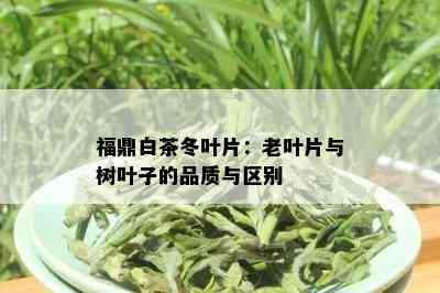 福鼎白茶冬叶片：老叶片与树叶子的品质与区别