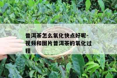 普洱茶怎么氧化快点好呢-视频和图片普洱茶的氧化过程