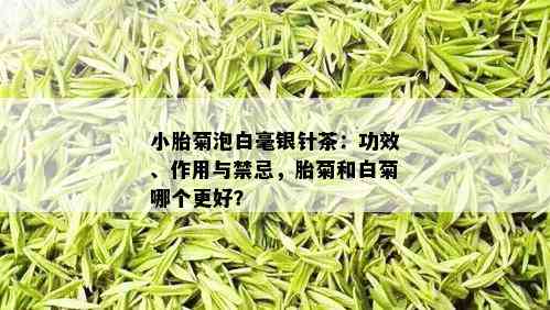 小胎菊泡白毫银针茶：功效、作用与禁忌，胎菊和白菊哪个更好？