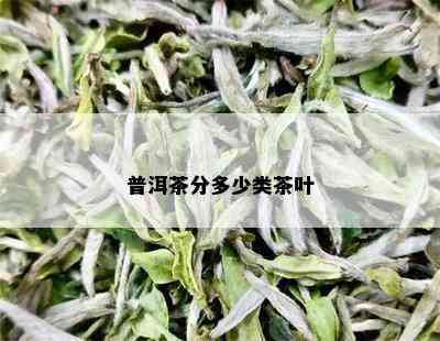 普洱茶分多少类茶叶