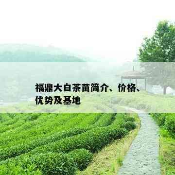 福鼎大白茶苗简介、价格、优势及基地