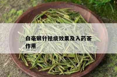 白毫银针祛痰效果及入茶作用