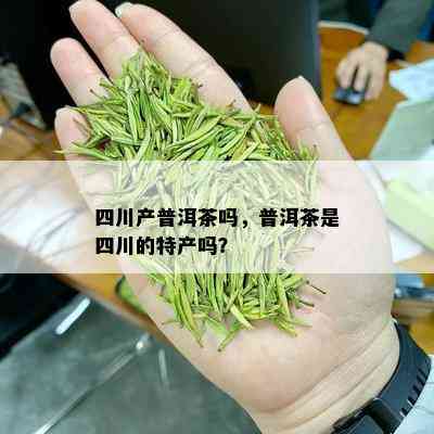 四川产普洱茶吗，普洱茶是四川的特产吗？